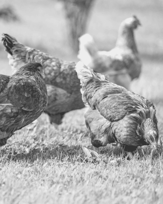 Field Performance Chicken Working Gun Dog Food - Hunters Natural